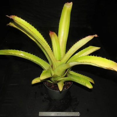 Aechmea bracteata variegata | Bromeliad Paradise
