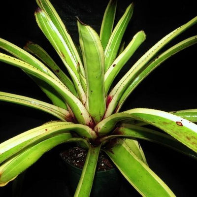 Aechmea 'Captain Mike' | Bromeliad Paradise