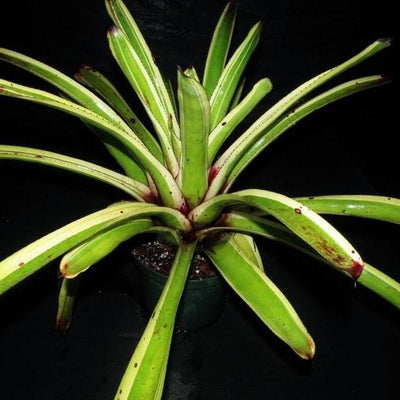 Aechmea 'Captain Mike' | Bromeliad Paradise