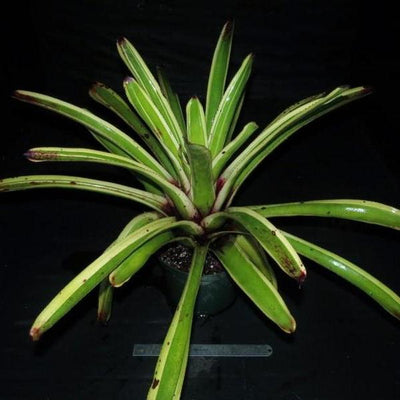 Aechmea 'Captain Mike' | Bromeliad Paradise