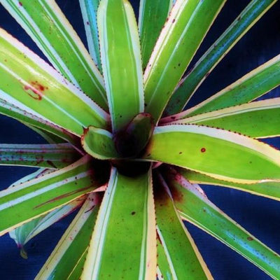 Aechmea 'Captain Mike' | Bromeliad Paradise