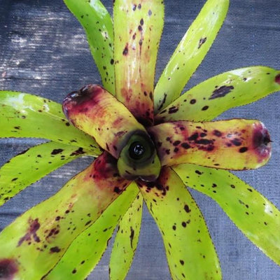 Aechmea caudata 'Patches' | Bromeliad Paradise