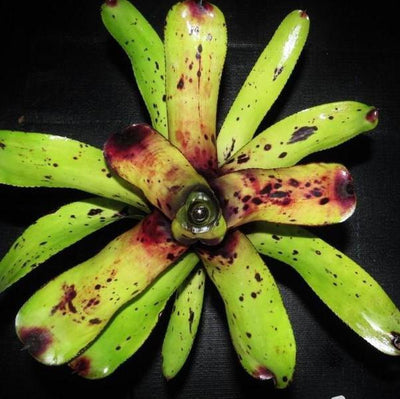 Aechmea caudata 'Patches' | Bromeliad Paradise