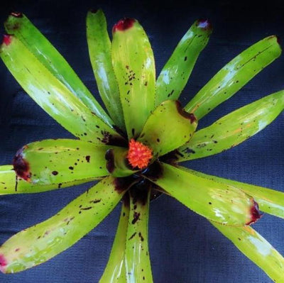 Aechmea caudata 'Patches' | Bromeliad Paradise