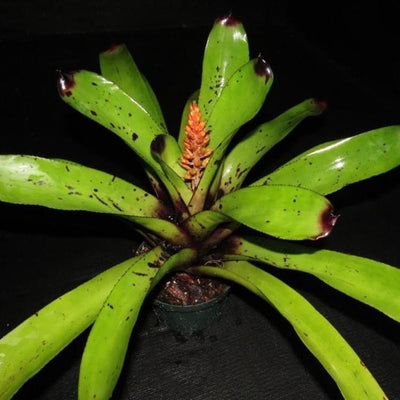 Aechmea caudata 'Patches' | Bromeliad Paradise