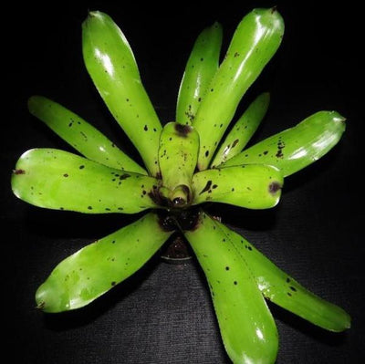 Aechmea caudata 'Patches' | Bromeliad Paradise