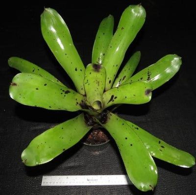 Aechmea caudata 'Patches' | Bromeliad Paradise