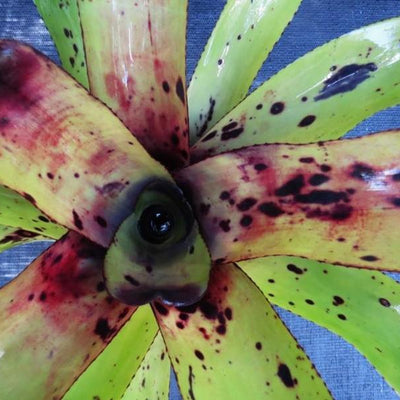 Aechmea caudata 'Patches' | Bromeliad Paradise