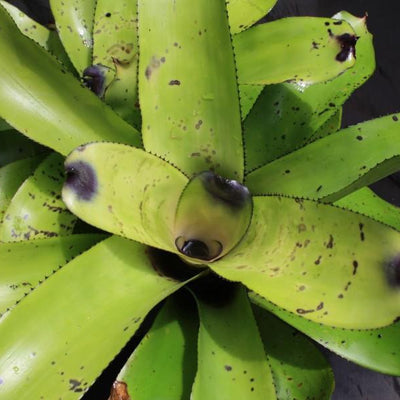 Aechmea caudata 'Santa Catarina' | Bromeliad Paradise