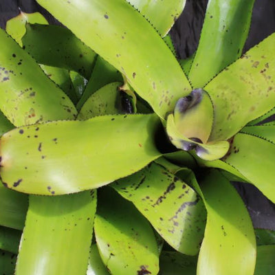 Aechmea caudata 'Santa Catarina' | Bromeliad Paradise