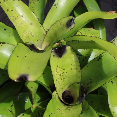 Aechmea caudata 'Santa Catarina' | Bromeliad Paradise