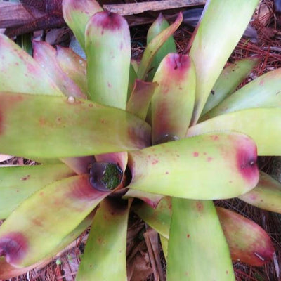 Aechmea caudata 'Yellow' | Bromeliad Paradise