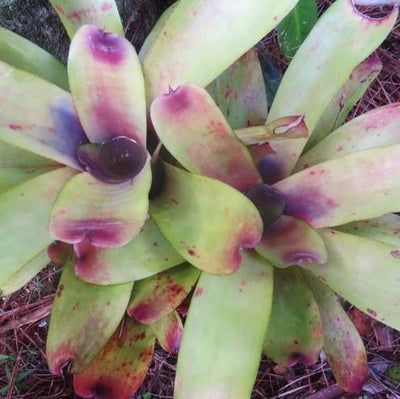 Aechmea caudata 'Yellow' | Bromeliad Paradise