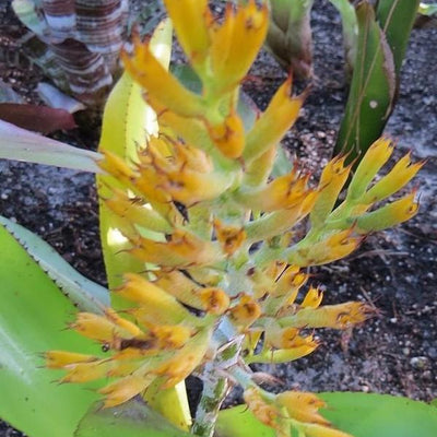 Aechmea caudata 'Yellow' | Bromeliad Paradise
