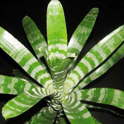 Aechmea chantinii | Bromeliad Paradise