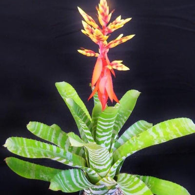Aechmea chantinii | Bromeliad Paradise