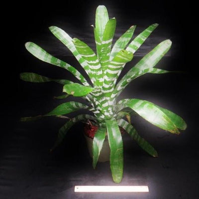 Aechmea chantinii | Bromeliad Paradise