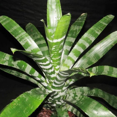 Aechmea chantinii | Bromeliad Paradise