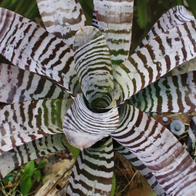 Aechmea chantinii cv. 'Black' | Bromeliad Paradise