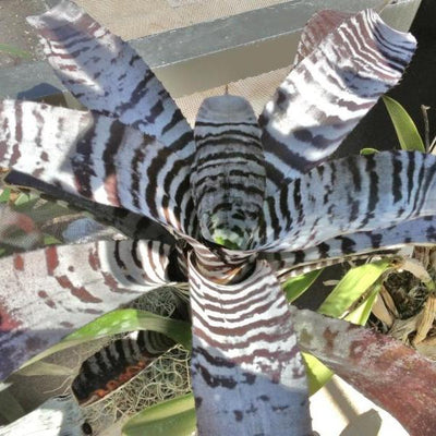 Aechmea chantinii cv. 'Black' | Bromeliad Paradise