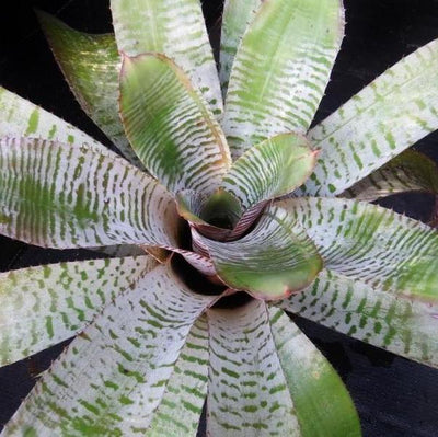 Aechmea chantinii cv. 'De Leon' | Bromeliad Paradise