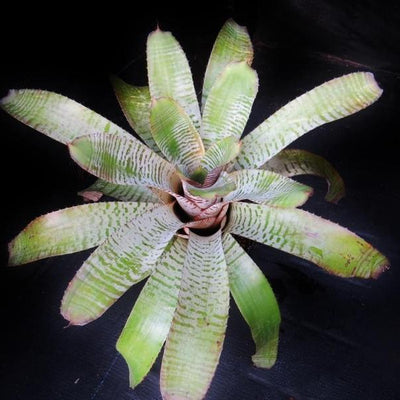 Aechmea chantinii cv. 'De Leon' | Bromeliad Paradise