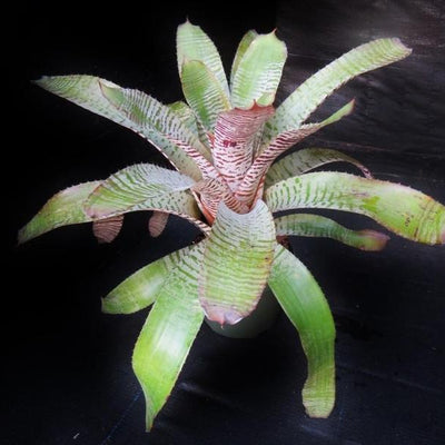Aechmea chantinii cv. 'De Leon' | Bromeliad Paradise