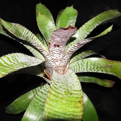 Aechmea chantinii cv. 'De Leon' | Bromeliad Paradise