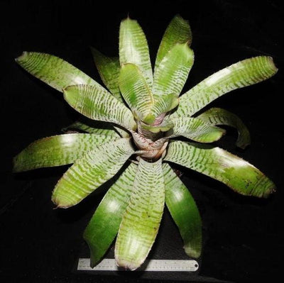 Aechmea chantinii cv. 'De Leon' | Bromeliad Paradise