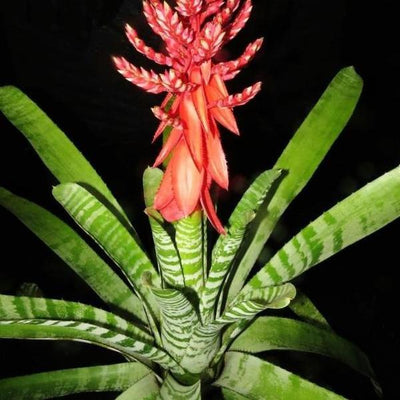 Aechmea chantinii cv 'Skotaks Select Red' | Bromeliad Paradise