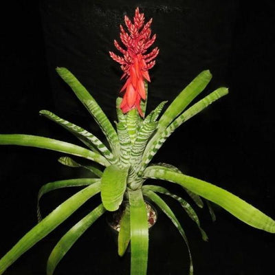 Aechmea chantinii cv 'Skotaks Select Red' | Bromeliad Paradise