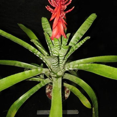 Aechmea chantinii cv 'Skotaks Select Red' | Bromeliad Paradise