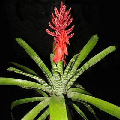 Aechmea chantinii cv 'Skotaks Select Red' | Bromeliad Paradise
