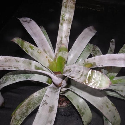 Aechmea chantinii 'Pink Goddess' cv. Silver | Bromeliad Paradise