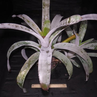 Aechmea chantinii 'Pink Goddess' cv. Silver | Bromeliad Paradise