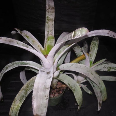 Aechmea chantinii 'Pink Goddess' cv. Silver | Bromeliad Paradise