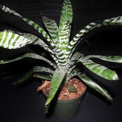 Aechmea chantinii 'Rebecca' | Bromeliad Paradise