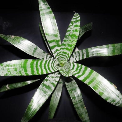 Aechmea chantinii 'Rebecca' | Bromeliad Paradise