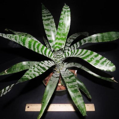 Aechmea chantinii 'Rebecca' | Bromeliad Paradise