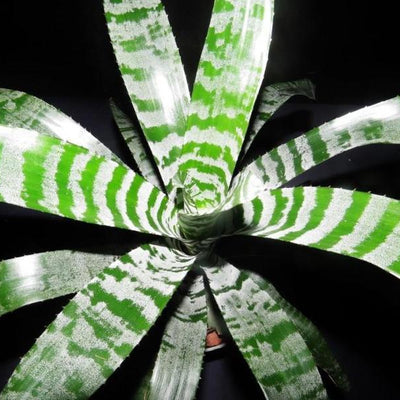 Aechmea chantinii 'Rebecca' | Bromeliad Paradise