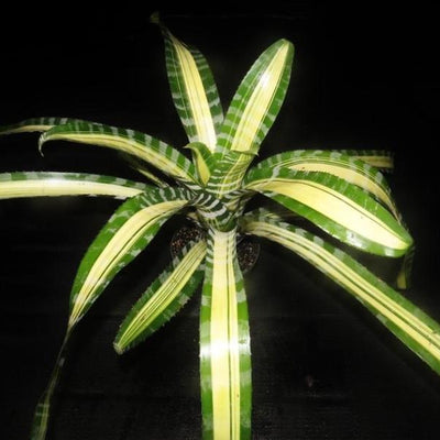 Aechmea chantinii 'Samurai' | Bromeliad Paradise