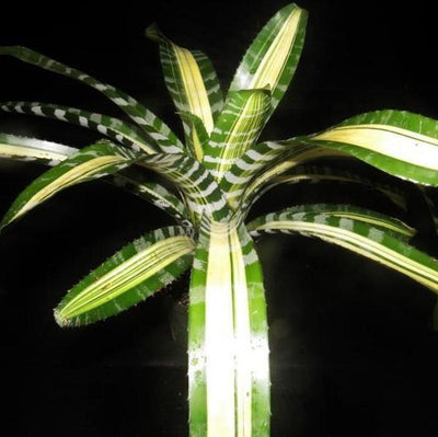 Aechmea chantinii 'Samurai' | Bromeliad Paradise