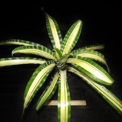 Aechmea chantinii 'Samurai' | Bromeliad Paradise