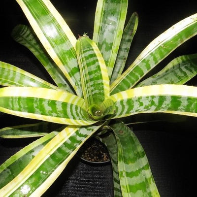 Aechmea chantinii 'Shogun' | Bromeliad Paradise