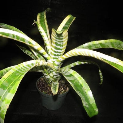 Aechmea chantinii 'Shogun' | Bromeliad Paradise