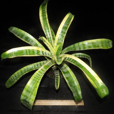 Aechmea chantinii 'Shogun' | Bromeliad Paradise