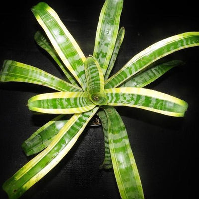 Aechmea chantinii 'Shogun' | Bromeliad Paradise