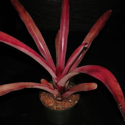 Aechmea 'Coco Plum' | Bromeliad Paradise