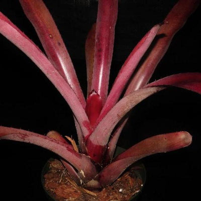 Aechmea 'Coco Plum' | Bromeliad Paradise