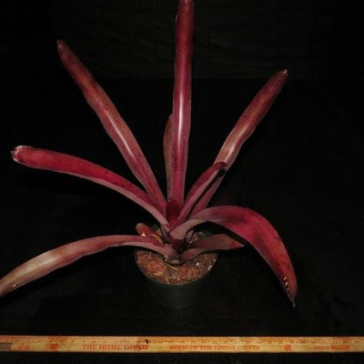 Aechmea 'Coco Plum' | Bromeliad Paradise